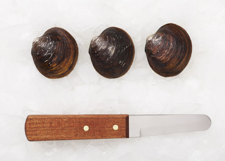Mahogany Clams » Atlantic Aqua Farms USA