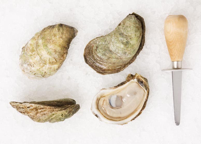 French Kiss Oysters » Atlantic Aqua Farms USA