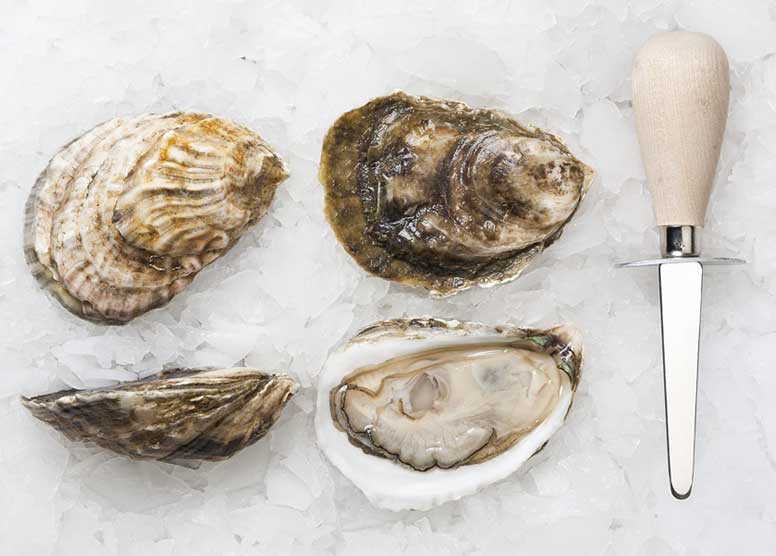 Sweet Neck Farm Oysters » Atlantic Aqua Farms USA